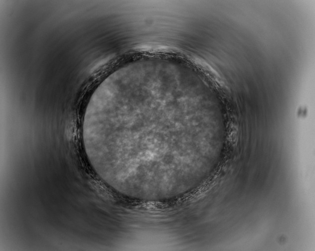 X0000103950966200810101434