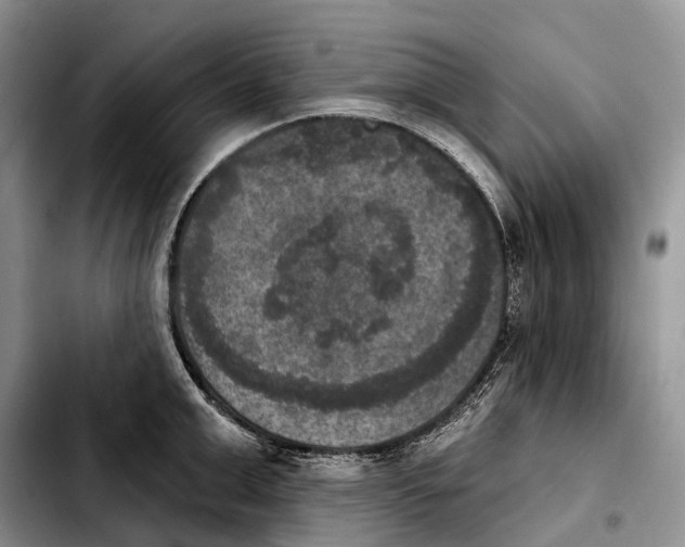 X0000103950999200810101434