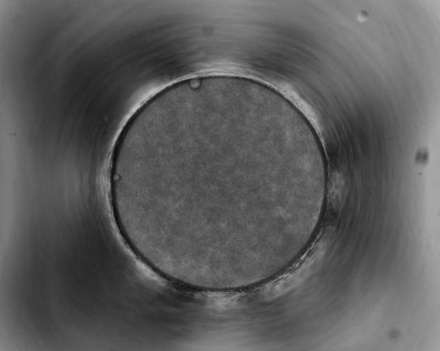 X0000103951005200810101434