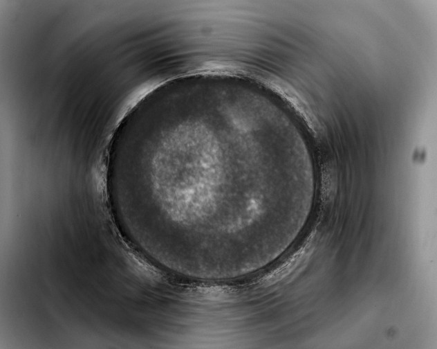 X0000103951066200810101433