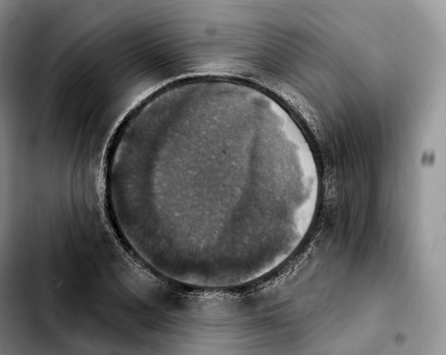 X0000103951077200810101433