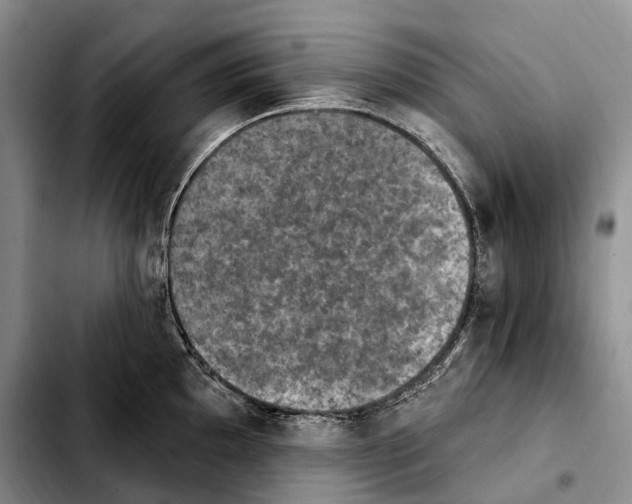 X0000103951097200810101433