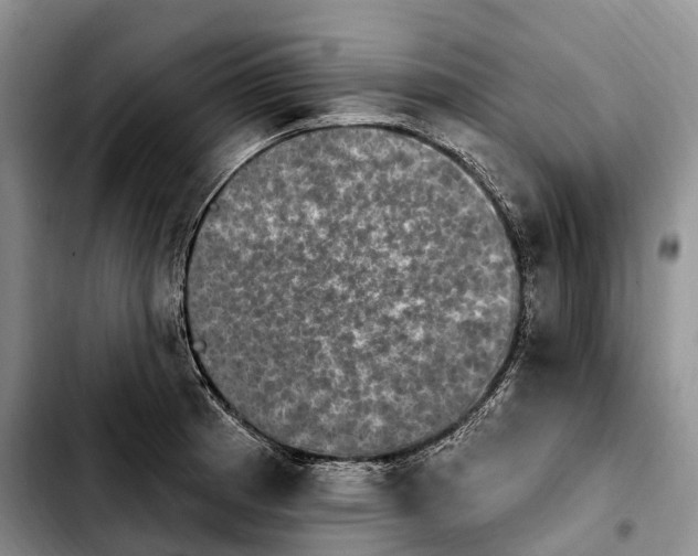 X0000103951185200810101431