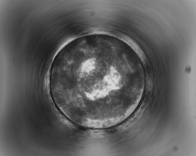 X0000103951198200810101431