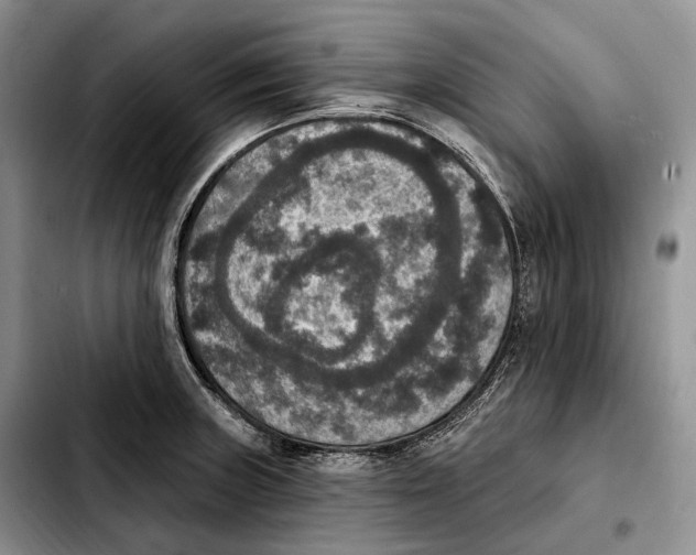 X0000103951235200810101431