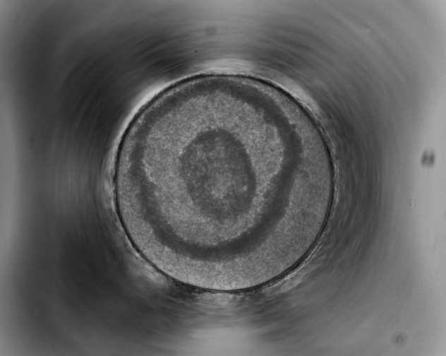 X0000103951248200810101431