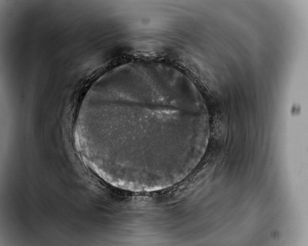 X0000103951297200810101429