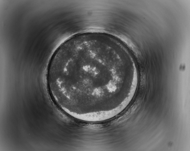 X0000103951325200810101430