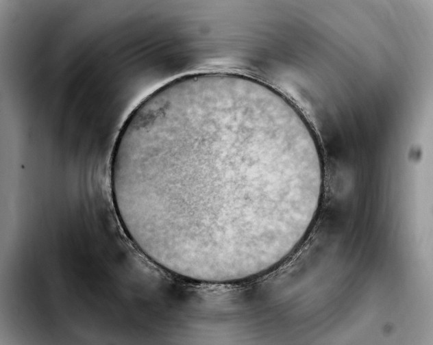 X0000103951336200810101430