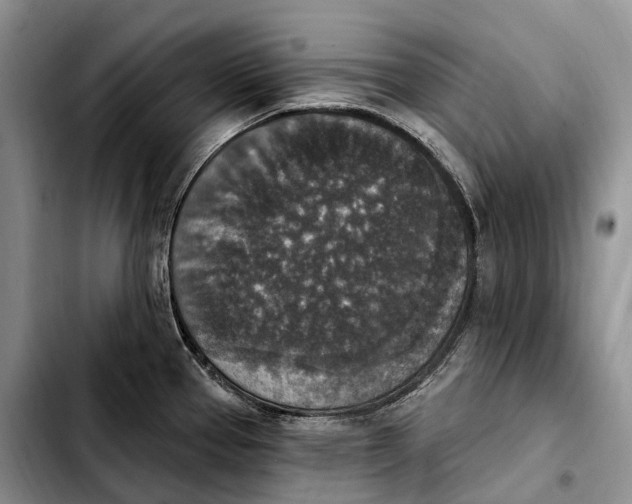 X0000103951337200810101430