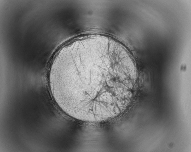 X0000103951356200810101429