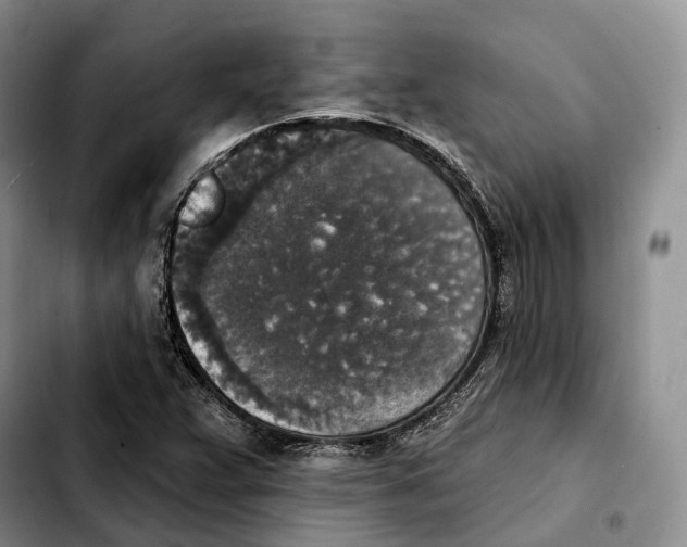 X0000103951359200810101429