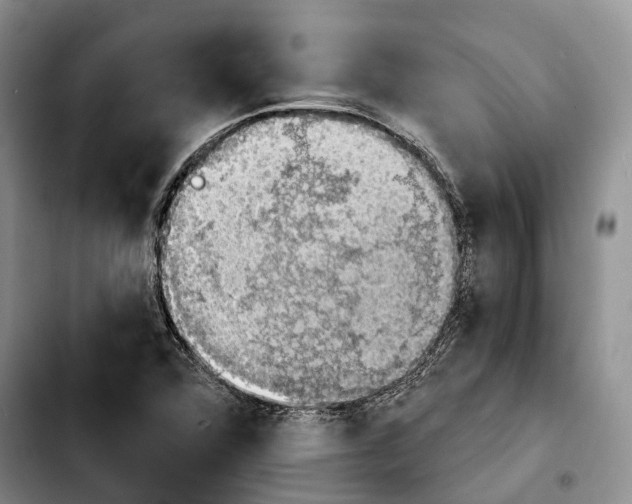 X0000103951360200810101429