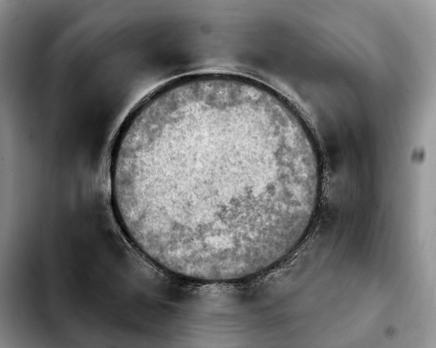 X0000103951368200810101429