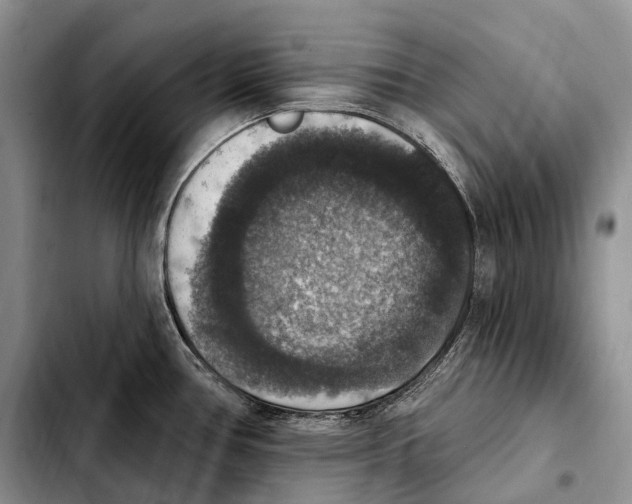 X0000103951386200810101428