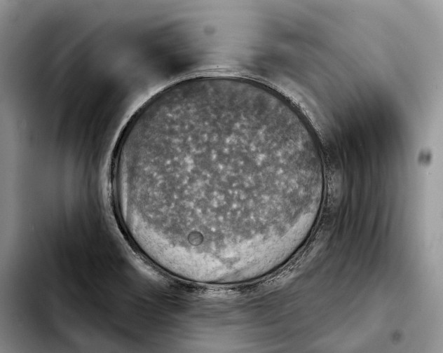 X0000103951466200810101427