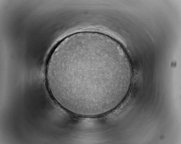 X0000103951506200810101426