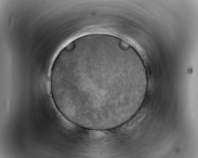 X0000103951528200810101427