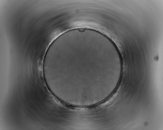 X0000103951529200810101427