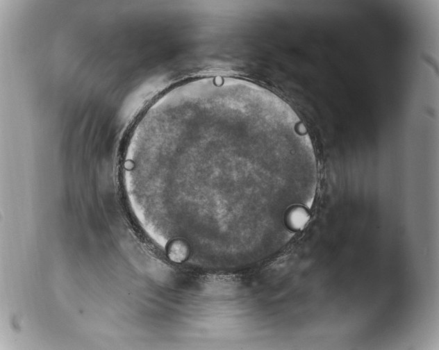 X0000103950296200810171845