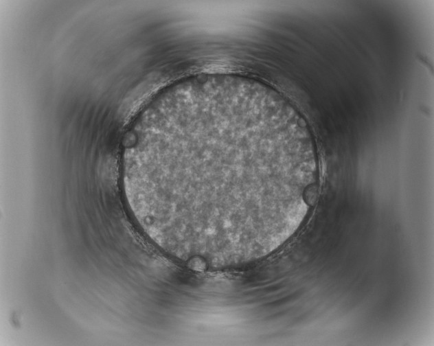X0000103950297200810171845