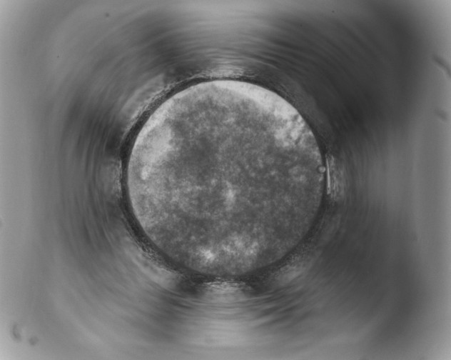 X0000103950300200810171845