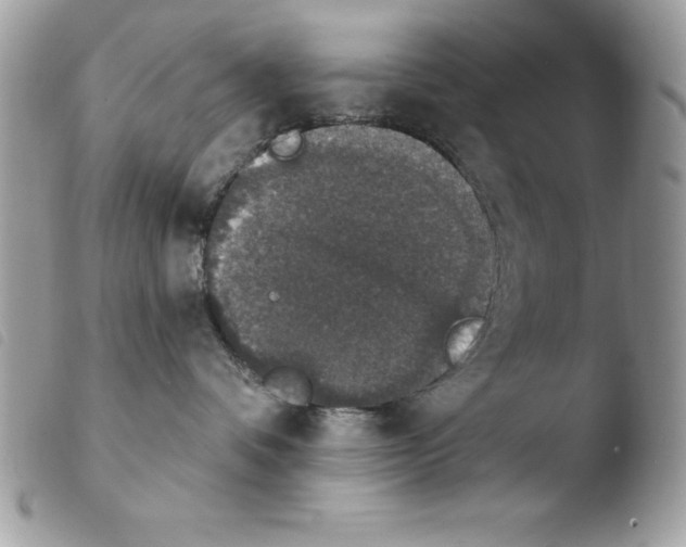 X0000103950336200810171844