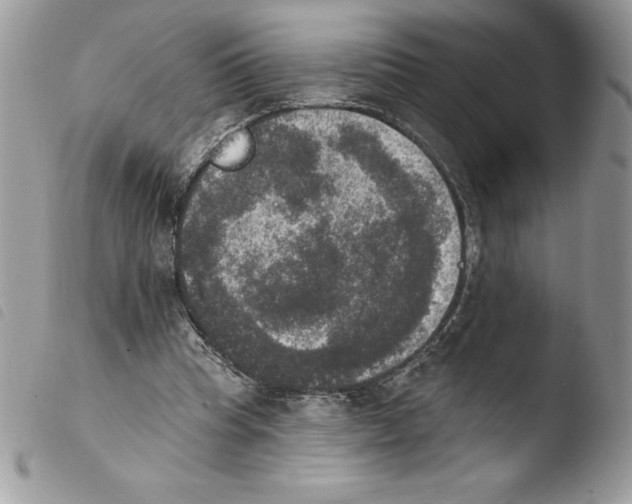 X0000103950345200810171844