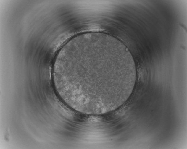 X0000103950350200810171844