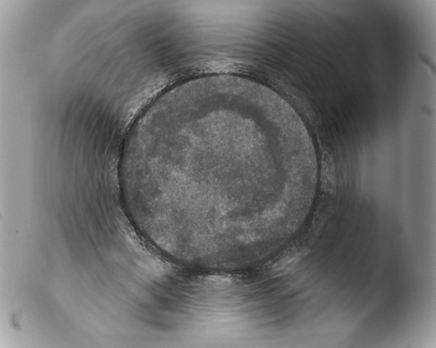 X0000103950394200810171844
