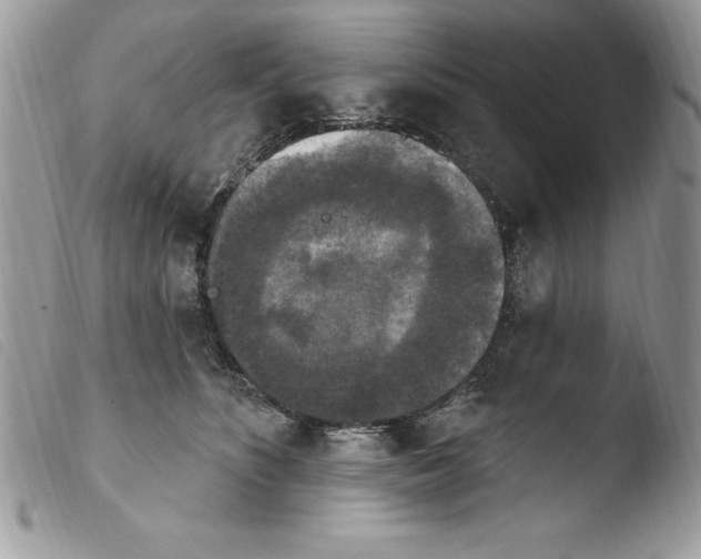 X0000103950516200810171841