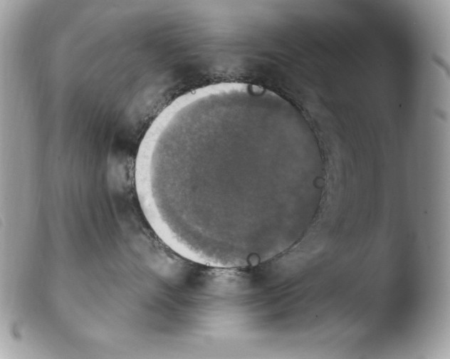 X0000103950528200810171841