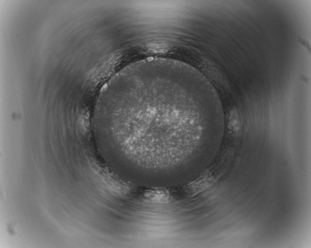 X0000103950559200810171841