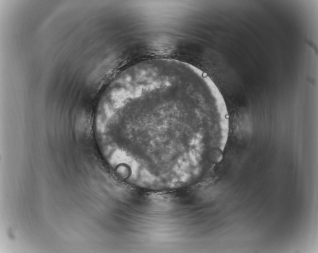 X0000103950568200810171841