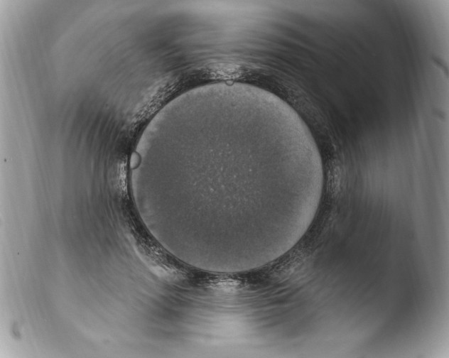 X0000103950598200810171840