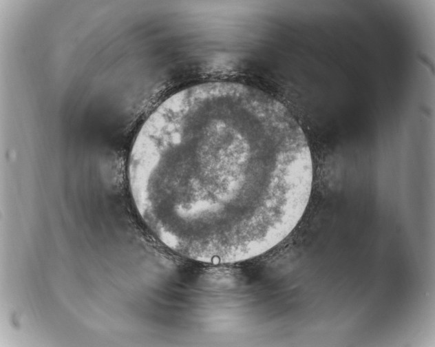 X0000103950708200810171838