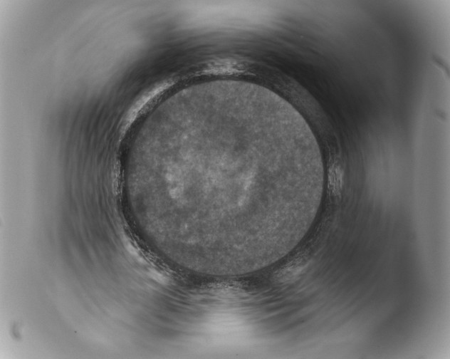 X0000103950724200810171837