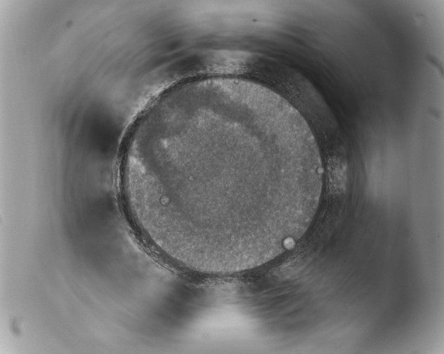 X0000103950726200810171837