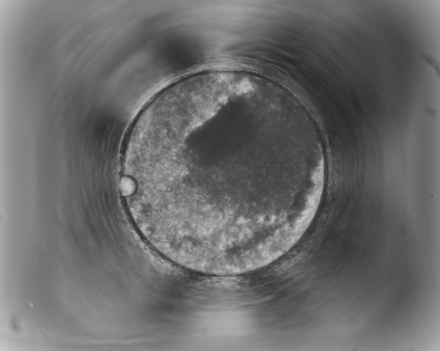 X0000103950853200810171837