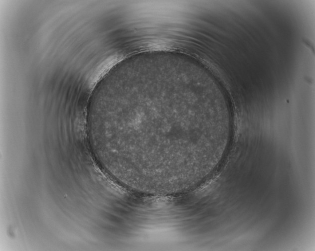 X0000103950930200810171834