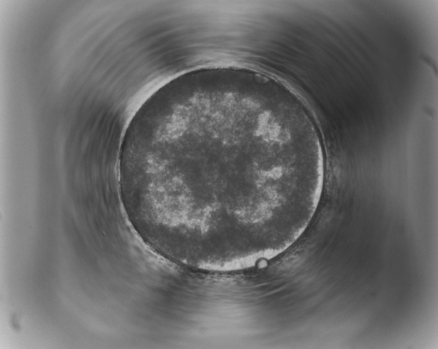 X0000103950951200810171835