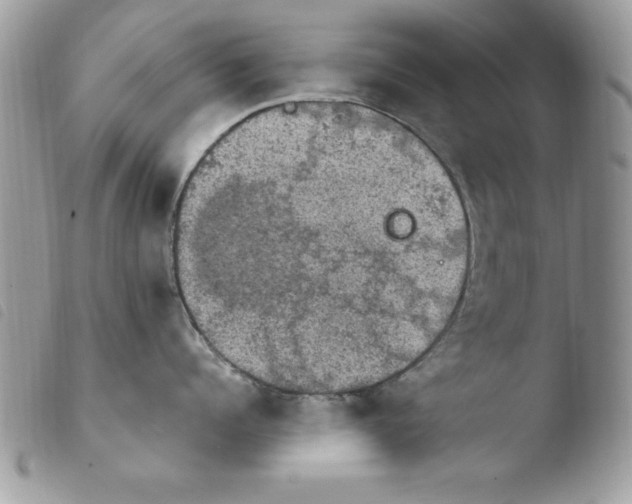 X0000103950960200810171835