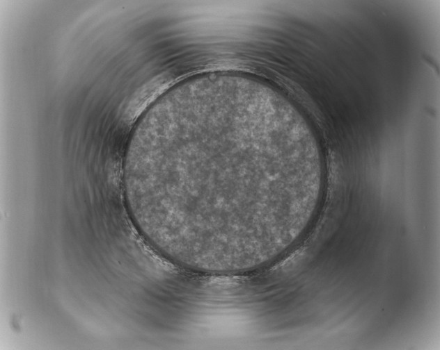 X0000103950985200810171834