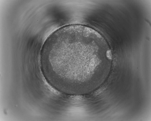 X0000103950991200810171834