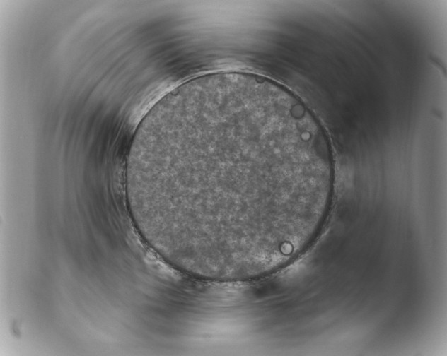 X0000103951001200810171834