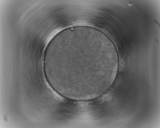 X0000103951005200810171834