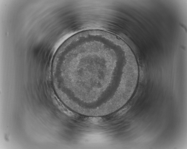 X0000103951052200810171833