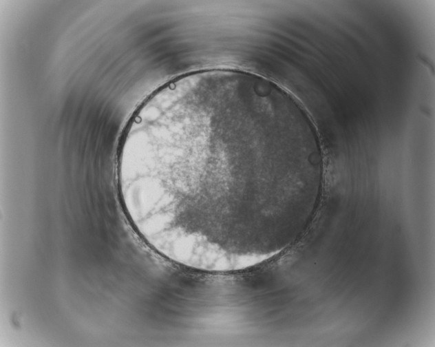 X0000103951088200810171832