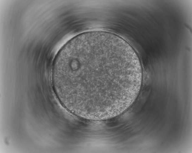 X0000103951101200810171832