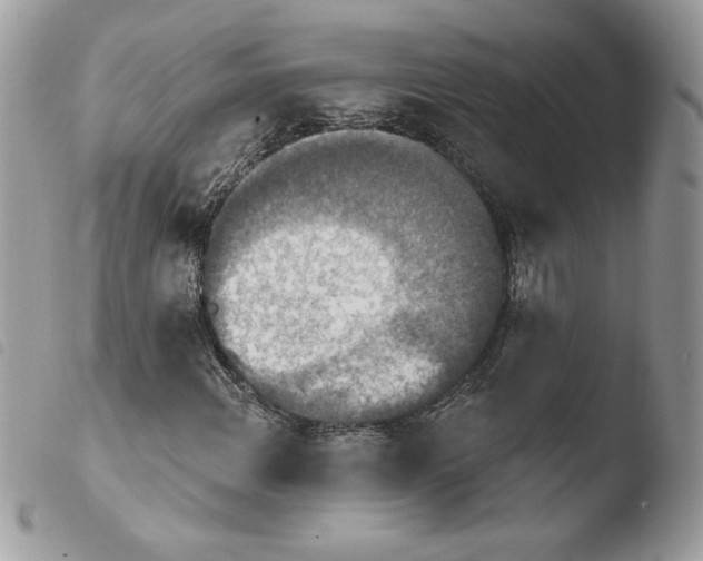 X0000103951108200810171831